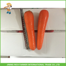 Chinese Fresh Baby Carrots Low Price For Export